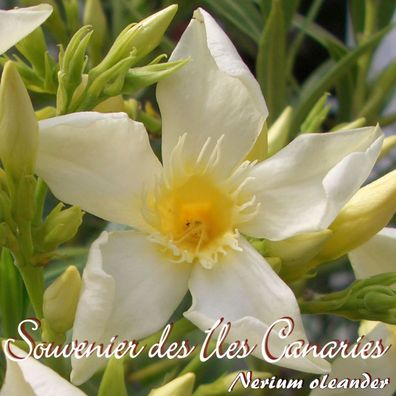 Oleander "Souvenier des Iles Canaries" - Nerium oleander - Größe C03