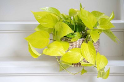 Epipremnum 'Golden Pothos' - leuchtende Efeutute - Zimmerpflanze - Grünpflanze