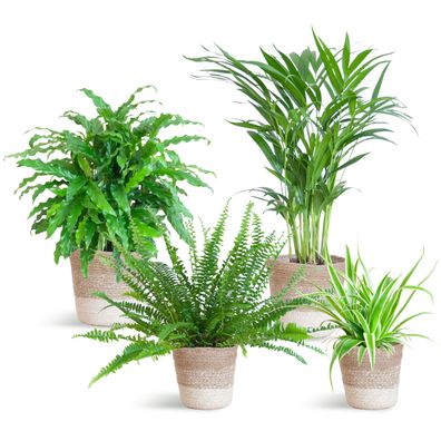 Haustierfreundliches Pflanzenset | Ø17cm | 40cm | Pflanze