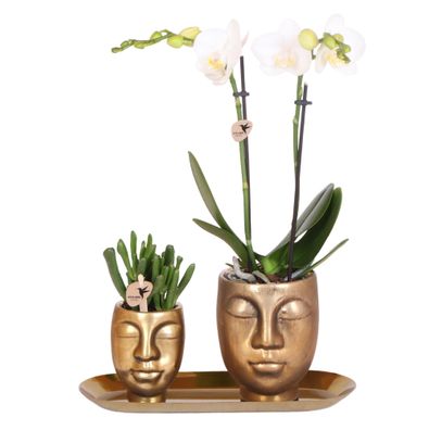 Kolibri Company - Set aus weißer Orchidee und Sukkulente auf goldenem Tablett - ...