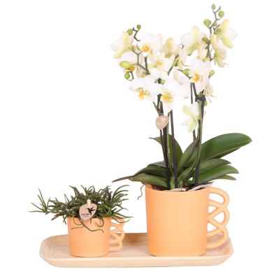 Kolibri Company - Set aus weißer Orchidee und Rhipsalis auf Bambustablett