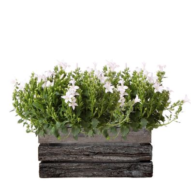 Campanula Addenda Ambella - Glockenblume weiß - Holzschale mit 2 Gartenpflanzen - ...