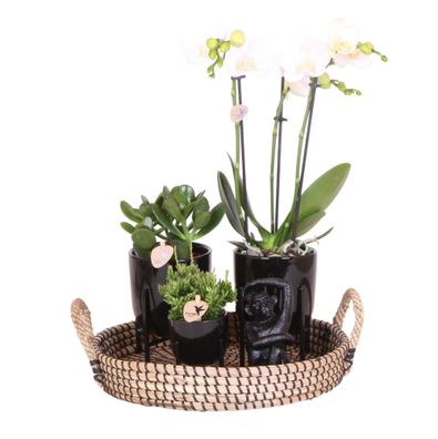Komplettes Pflanzenset Home Hub | Grünpflanzen mit weißer Phalaenopsis-Orchidee ...