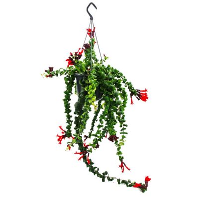Lippenstiftpflanze - Schamblume - Aeschynanthus 'Rasta' - hängende Pflanze im ...