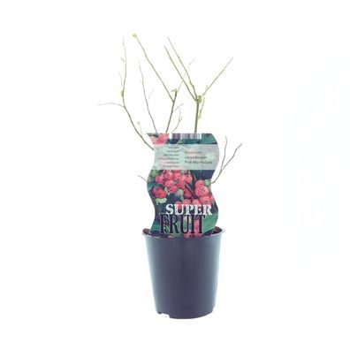 Vaccinium Pink Marmelade (Rosa Blaubeere) | Ø12cm | 30cm | Pflanze