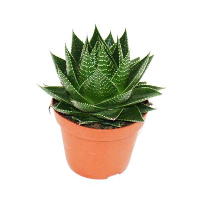 Aloe "Cosmo" - kugelförmige Aloe - 12cm Topf - sukkulente Zimmerpflanze