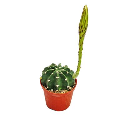 Echinopsis subdenundata - kleine Pflanze im 5,5cm Topf