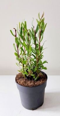 Korkenzieher-Weide 30-50 cm Salix babylonica Tortuosa Zickzack-Weide