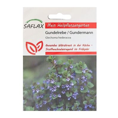 Gundermann/Gundelrebe Heilpflanzen Saatgut - 75 Samen - Glechoma hederacea