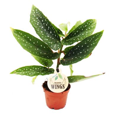 Engelsflügel-Begonie - Begonia Angel Wings - grüne Blätter - Mini-Pflanze im 5,5cm...
