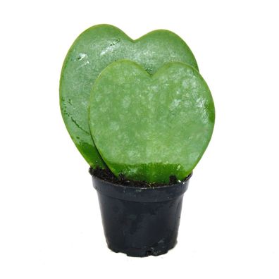 Hoya kerii - Herzblatt-Pflanze, Herzpflanze oder Kleiner Liebling - Doppelherz im ...