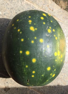 KLEINE Wassermelone - Mond und Sterne 5+ Samen 2-3 kg ovale Früchte Cl 018