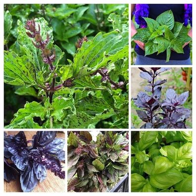 Basilikum Samen Mischung - BASIL Seeds Mix - 100+ Samen - Graines V 196