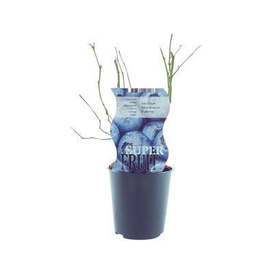 Vaccinium Bluecrop (Blaubeere) | Ø12cm | 30cm | Pflanze