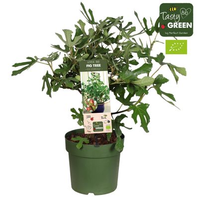 Ficus Carica 'Little Miss Figgy' Bio P | Ø23cm | 50cm | Pflanze