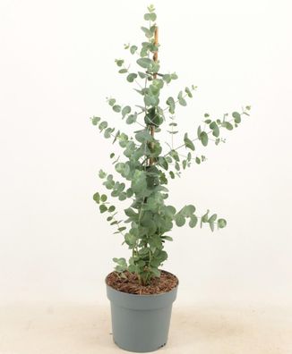 Eucalyptus Cinerea Silver Dollar Piramide | Ø17cm | 65cm | Pflanze