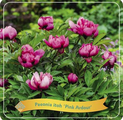 Paeonia Itoh 'Pink Ardour' C5 | Ø21cm | 35cm | Pflanze