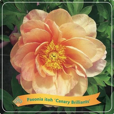 Paeonia Itoh 'Canary Brilliants' C5 | Ø21cm | 35cm | Pflanze