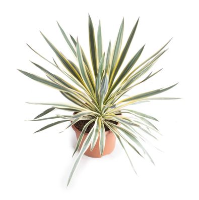 Yucca Gloriosa Variegata | Ø26cm | 50cm | Pflanze