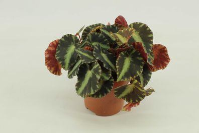 Begonia Cleopatra 105 - 105 | Ø10.5cm | 15cm | Pflanze