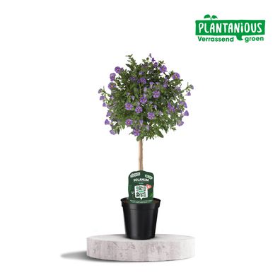 Solanum Rantoineti | Ø19cm | 75cm | Pflanze