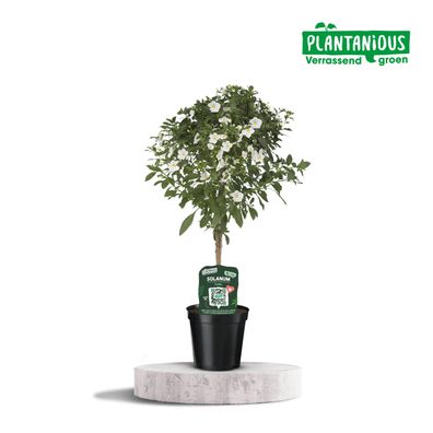 Solanum White Charles | Ø19cm | 75cm | Pflanze