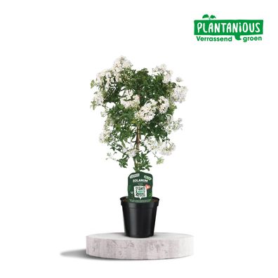 Solanum Jasminoiides | Ø19cm | 75cm | Pflanze