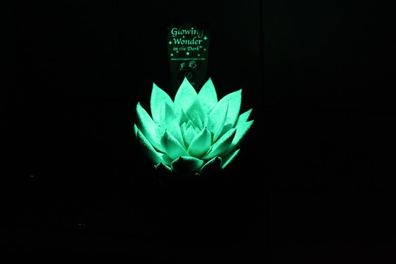 Glowing Star In The Dark - Without Potcover - 105 | Ø10.5cm | 12cm | Pflanze