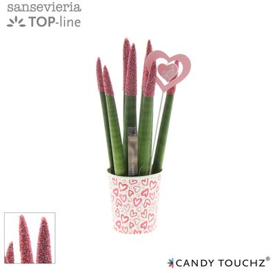Sansevieria Candy Touchz Sweetdip Red In Paper Cup Met Bijsteker - 85 | Ø8.5cm | ..