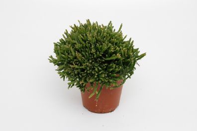 Rhipsalis Ewaldiana | Ø12cm | 15cm | Pflanze