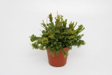 Rhipsalis Mesembryanthemoides | Ø12cm | 15cm | Pflanze