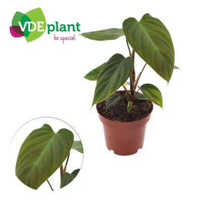 Philodendron Nangaritens | Ø12cm | 25cm | Pflanze