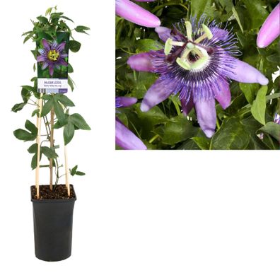 Passiflora 'Betty Miles Young' + light Label | Ø17cm | 75cm | Pflanze