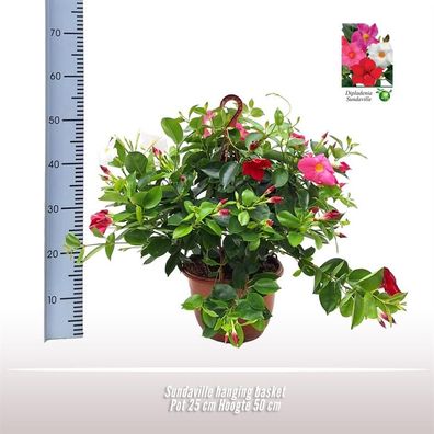 Sundaville Hanging Basket Tricolor | Ø25cm | 50cm | Pflanze
