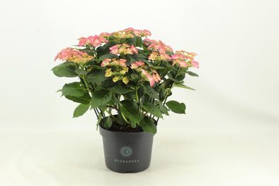 Hydrangea Tiffany (Hortensia) | Ø23cm | 50cm | Pflanze