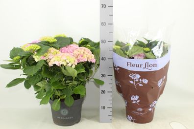 Hydrangea Hi River Pink (Hortensia) | Ø23cm | 45cm | Pflanze