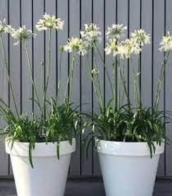 Agapanthus Witte bloemen - Ø19cm - 50cm - Blumen