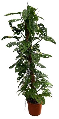 Monstera Adansonii Variegata | Ø27cm | 140cm | Pflanze