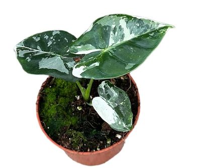 Alocasia Micholitziana Frydek - 105 - Ø10.5cm - 15cm - Zimmerpflanze - Immergrün