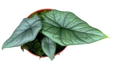 Alocasia Bisma Silver - 105 - Ø10.5cm - 15cm - Zimmerpflanze - Immergrün