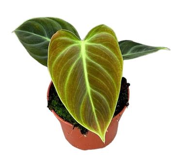 Philodendron El Choco Red - 105 | Ø10.5cm | 15cm | Pflanze