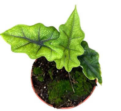 Alocasia Jacklyn - 105 | Ø10.5cm | 15cm | Pflanze