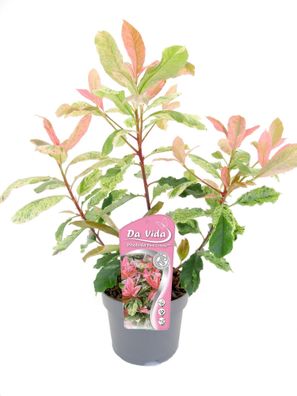 Glanzmispel Photinia fraseri 'Pink Crispy' 40-60 cm schlank wachsend, winterhart