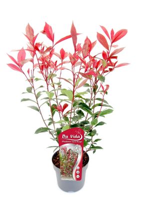 Glanzmispel Photinia fraseri Carré Rouge 40-60 cm besonders roter Blattaustrieb