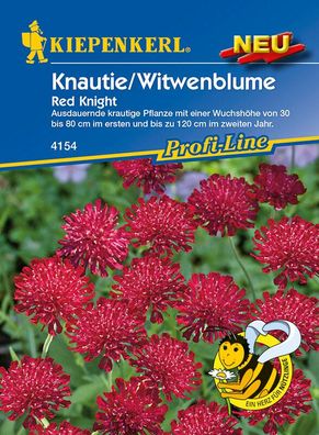 Knautie / Witwenblume Red Knight, intensiv rubinrote Blüten mit sehr langer...