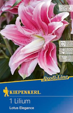 Profi-Line gefüllte Lilien Lotus Elegance, pink-rosa Blüten und anmutiger Duft