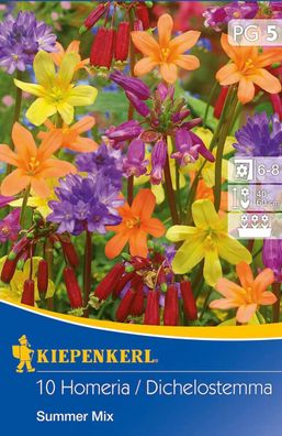 Summer Mix, bunte Sommerblumenmischung aus Homeria und Dichelostemma Arten, ...