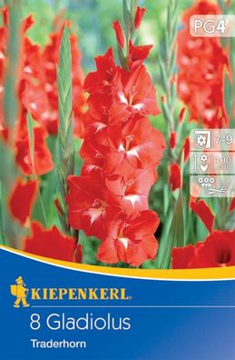 Großblumige Gladiole Traderhorn, 8 Stück Blumenzwiebeln von Kiepenkerl