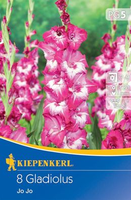 Großblumige Gladiole Jo Jo, 8 Stück Blumenzwiebeln von Kiepenkerl