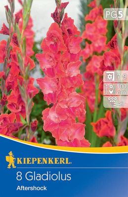 Großblumige Gladiole Aftershock, 8 Stück Blumenzwiebeln von Kiepenkerl
